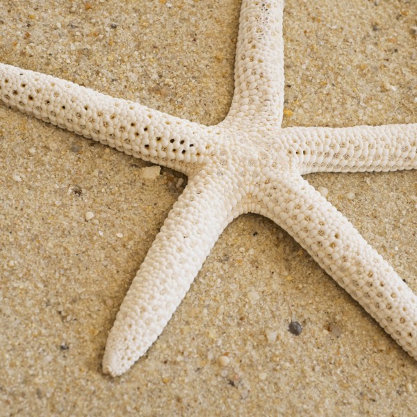 Studio shot of starfish.