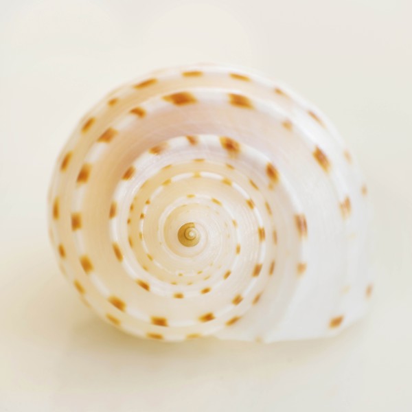 Studio shot of seashell.