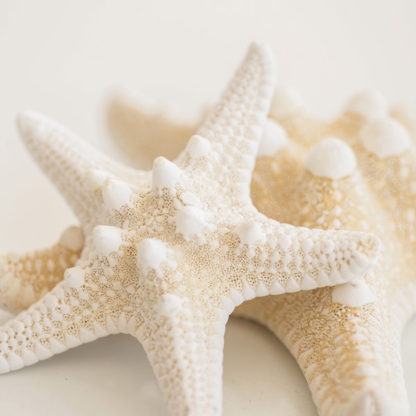 Studio shot of starfish.