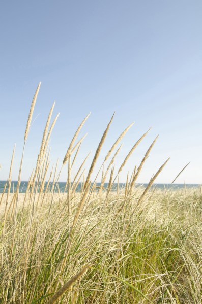 Close-up shot of stems of marram grass with sandy beach in background