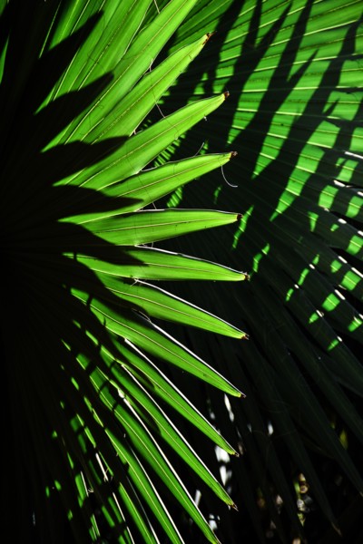 Sunlight in palm leaves. Palm Beach, Florida.