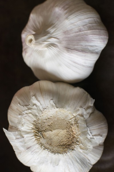Studio Shot of garlic