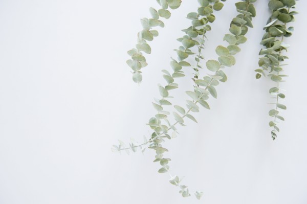 Studio Shot of stems of eucalyptus