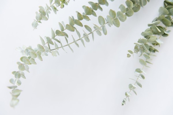 Studio Shot of stems of eucalyptus