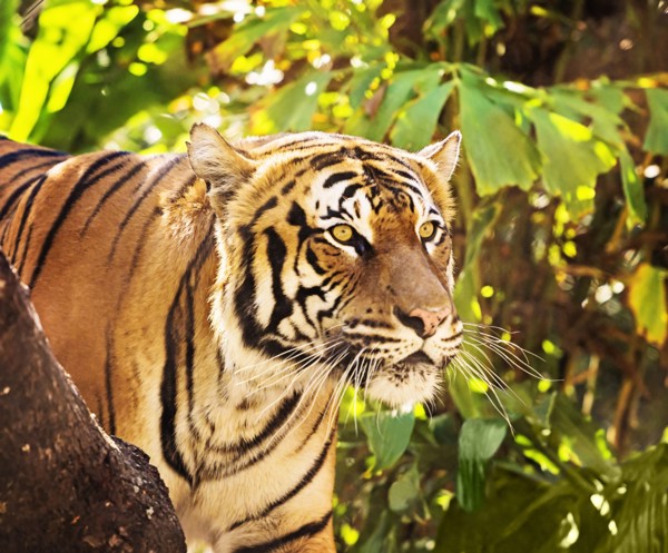 Close up of tiger