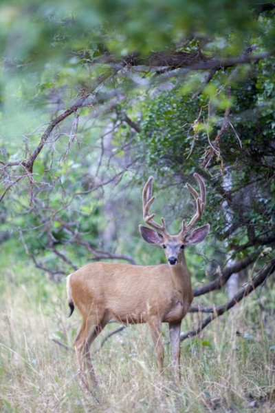 View of deer in forest