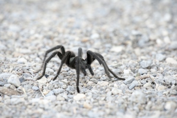 Close-up view of tarantula on pebbles