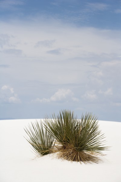 Plants growing in sand