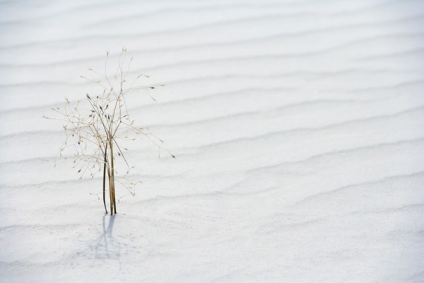 Plant growing in sand