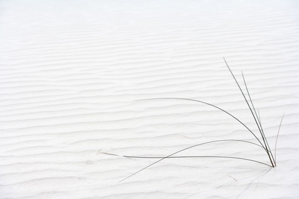 Plant growing in sand
