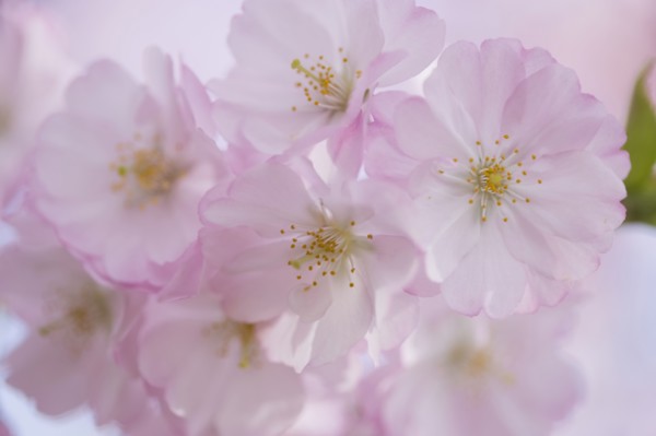 Close-up of cherry blossom