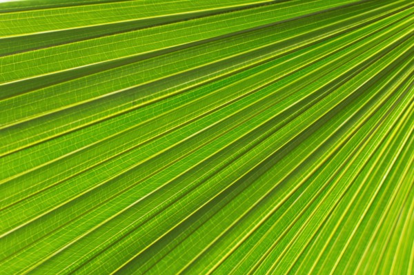 Extreme close up of palm leaf