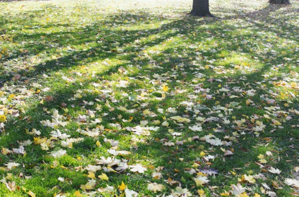 Fallen leaves at Central Park
