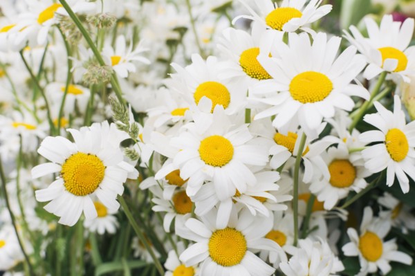 Close up of white flowers
