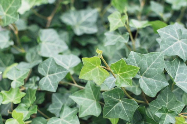 Close up of ivy leaves