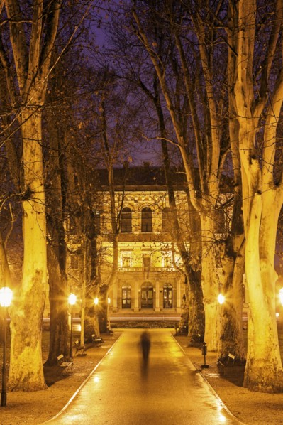 Illuminated treelined alley