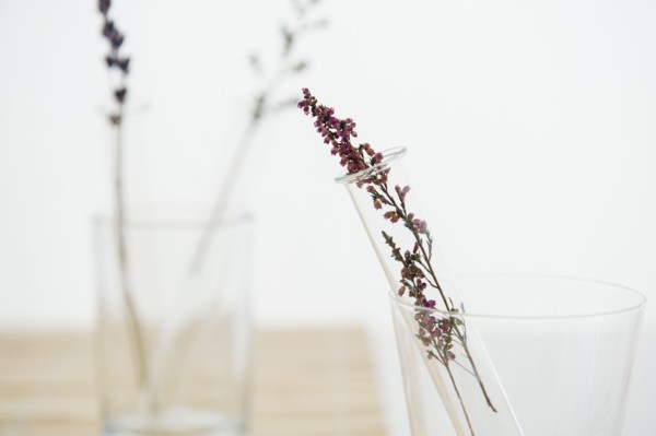 Lavender in vase