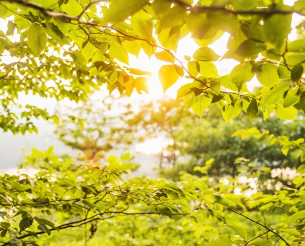 Green tree branch in sunlight