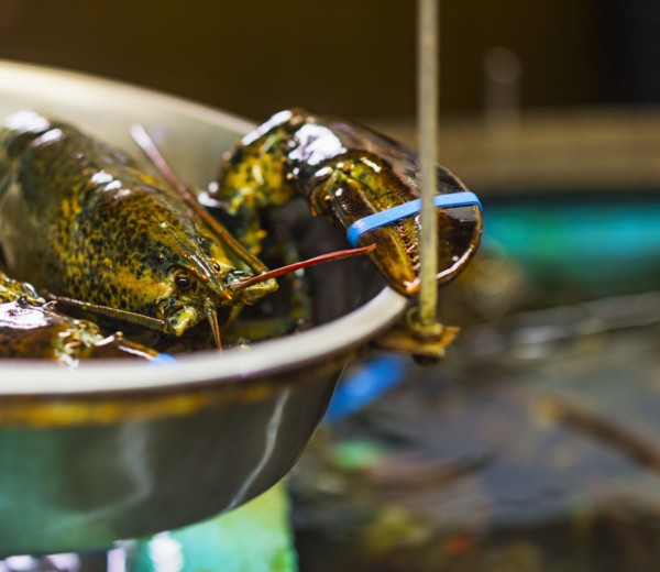 Close up of scale with lobster