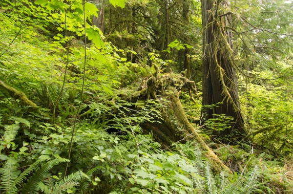 Green forest