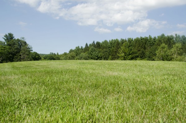 Green meadow