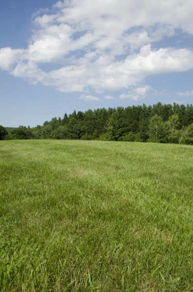 Green meadow