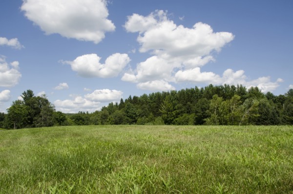 Green meadow