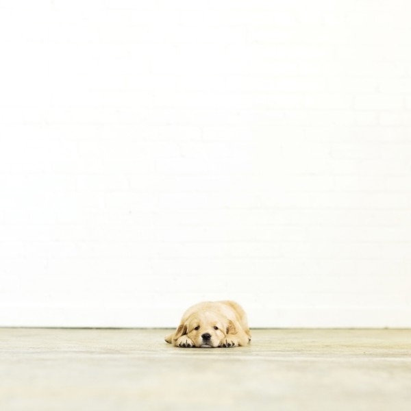 Portrait of puppy lying down on wooden floor