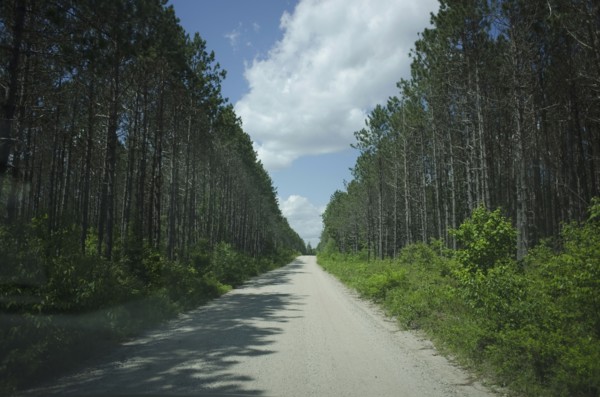 View of empty dirty road amidst forest
