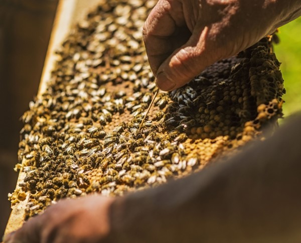 Beekeeper inspecting bee hive