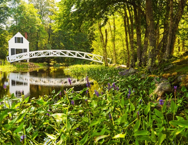 House and footbridge in green forest