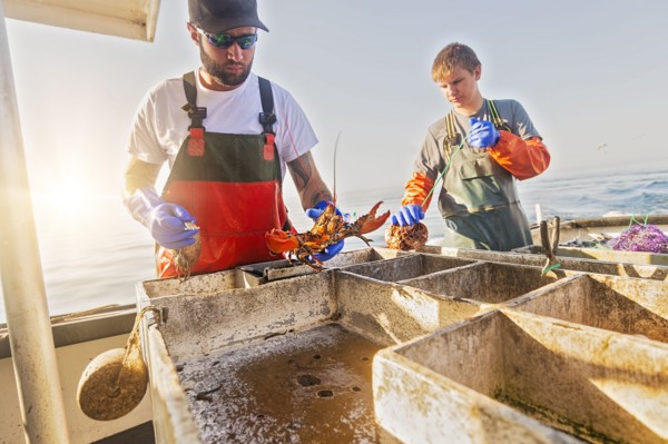 Fishermen measuring lobster