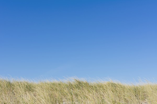 Clear blue sky above field of grass
