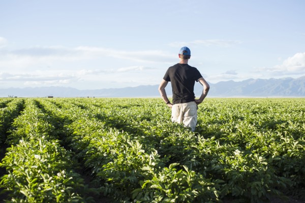 Rear view of mature man standing in field