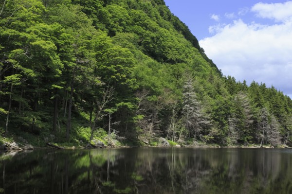 Forest covering mountain reflected in lake