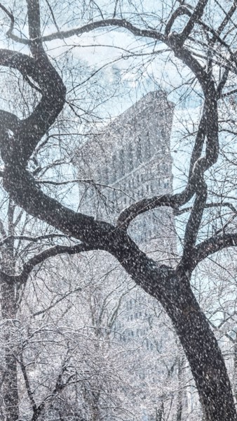 Tree with Flatiron Building in background. New York City, New York, USA.
