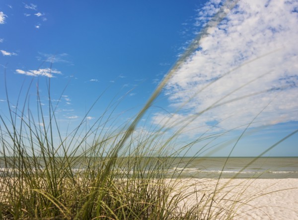Grass growing on beach and sea