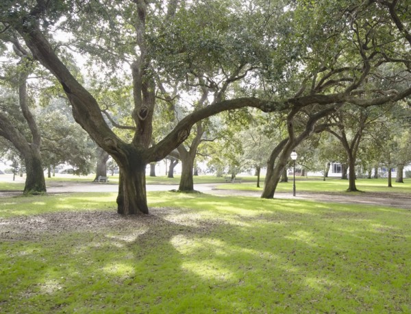 Green trees in park
