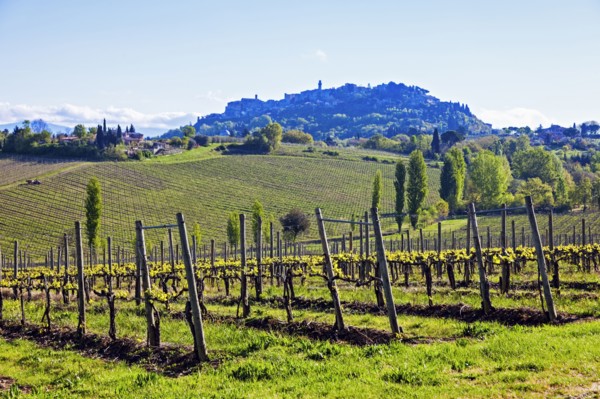 Vineyard on green hills
