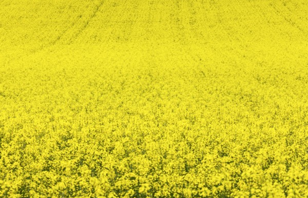 Yellow canola field