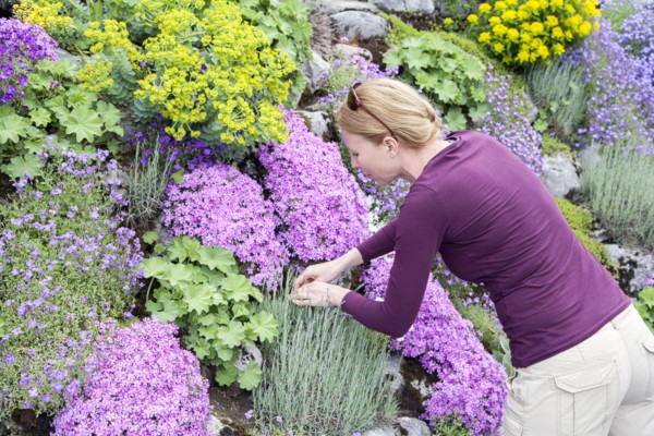 Woman picking flower growing in flowerbed