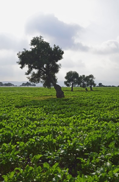 Olive trees in green field