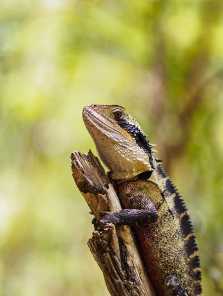 Water dragon (Intellagama lesueurii) perching on branch