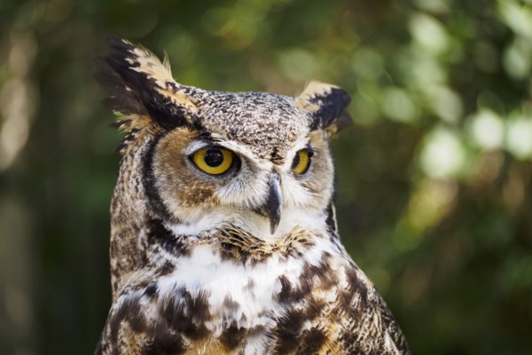 Portrait of Great horned owl (Bubo virginianus)