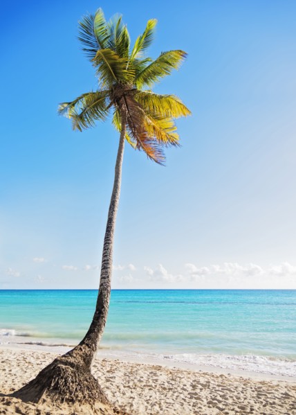 Dominican Republic, Palm tree growing in sandy beach
