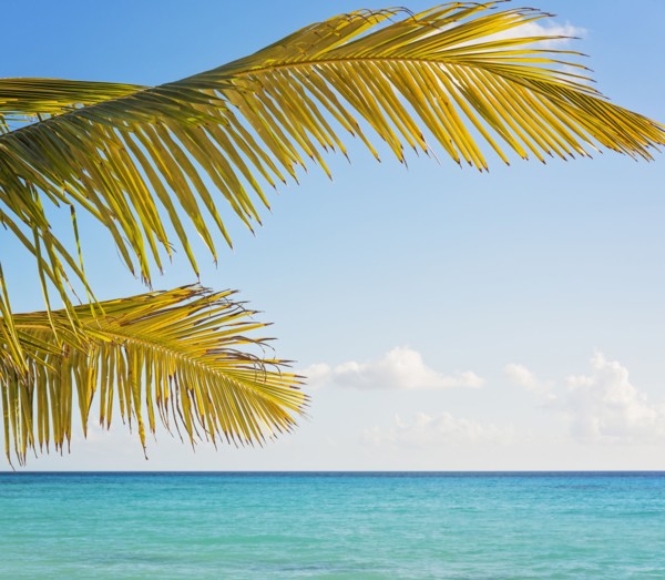 Palm tree against turquoise sea