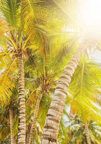 Palm trees at sunny day