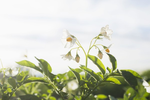Close-up of flowering potato plant