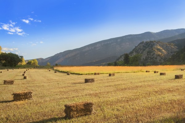 Bales of hay drying on fields