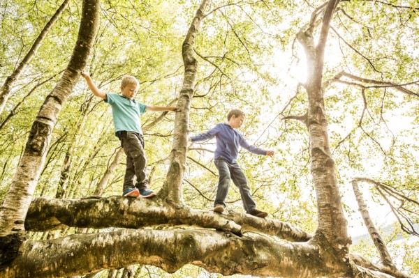 Boys (6-7, 8-9) climbing branch
